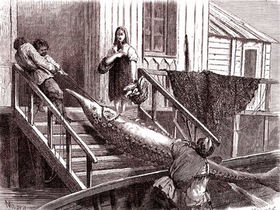 ロシア、ヴォルガ川でのチョウザメ釣り。1867年（エングレーヴィング） 作： Jean Pierre Moynet