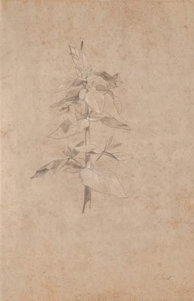 植物研究 作： Jens Juel