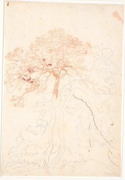 2本の大きな松の木の研究 作： Jens Juel