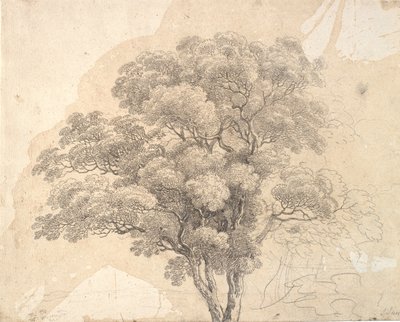 樹冠の研究 作： Jens Juel