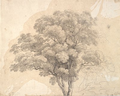 樹冠の研究 作： Jens Juel