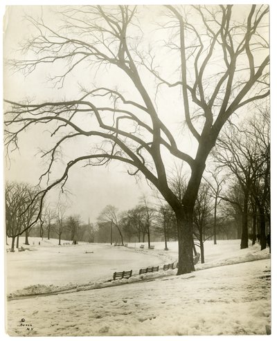 ボストンコモンと蛙の池、木のそば、アメリカ、ボストン、1902-10年頃（ゼラチンシルバー写真 作： Jessie Tarbox Beals