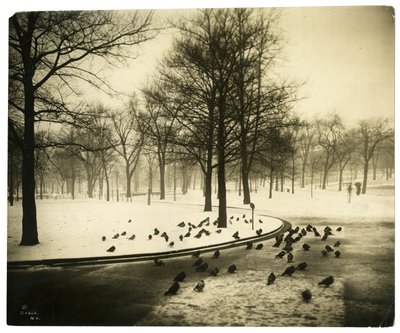 ハトのいるコモン、アメリカ・ボストン、1902-10年頃（ゼラチンシルバー写真 作： Jessie Tarbox Beals