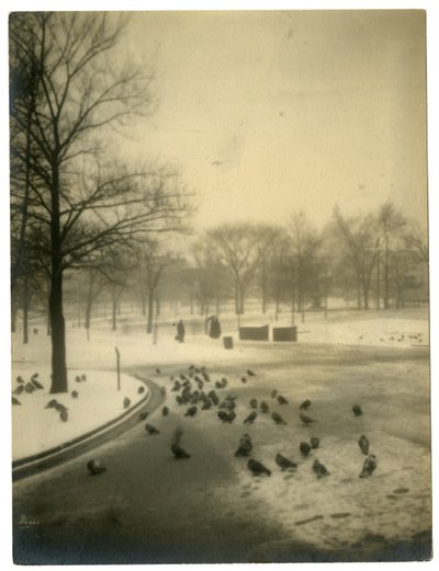 ハトに共通、アメリカ、ボストン、1902-10年頃 作： Jessie Tarbox Beals