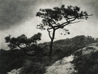 有名なTorrey Pines 作： Jessie Tarbox Beals