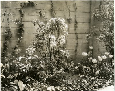 Mr & Mrs John Morgan, 39 W 11 St Center Andromeda plant, Greenwich Village, New York, USA, c.1939-40 (ゼラチンシルバー写真) 作： Jessie Tarbox Beals