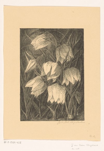 ラッピングの花 作： Jo van Oosten Slingeland (signed by artist)