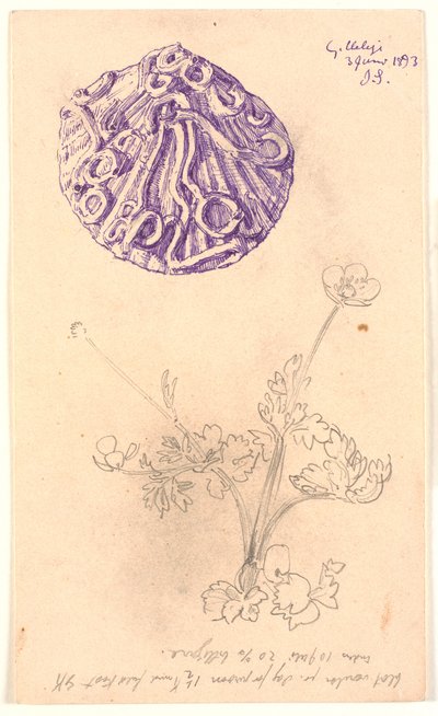 貝殻と植物の研究 作： Joakim Frederik Skovgaard