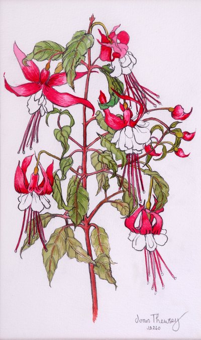 フクシア、2000、鉛筆、水彩 作： Joan Thewsey