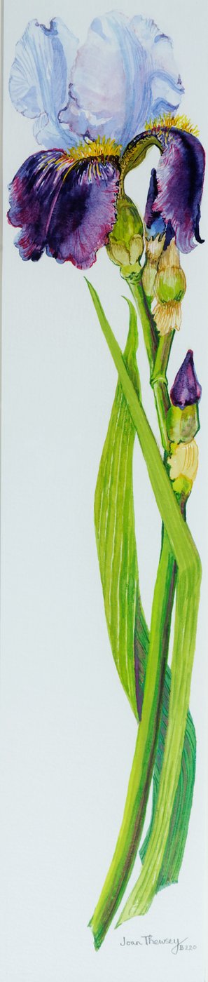 三つのつぼみのあるアイリス、2010年、水彩 作： Joan Thewsey