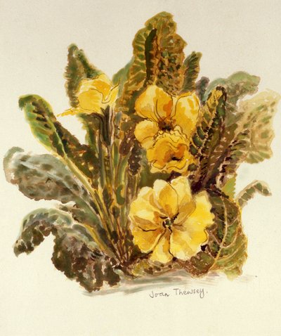 Primrose、2010、手作りの紙に水彩、 作： Joan Thewsey