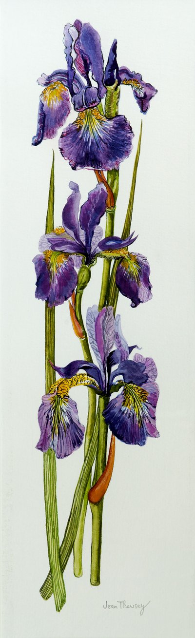 葉を持つ3つのアイリス、2010、水彩 作： Joan Thewsey