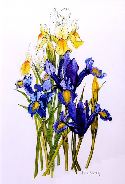 つぼみのある3つの紫と2つの黄色のアイリス、2010、水彩 作： Joan Thewsey