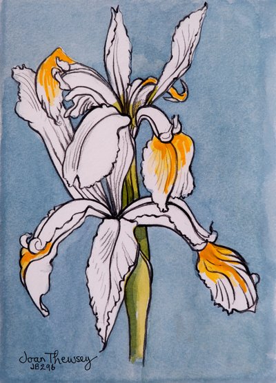 2つのアイリス、2001年、水彩絵の具で鉛筆 作： Joan Thewsey