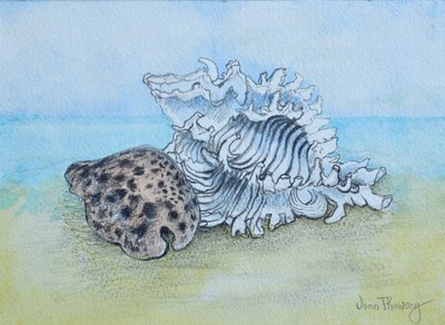 2つの貝殻（鉛筆と水彩絵の具で描いたもの 作： Joan Thewsey