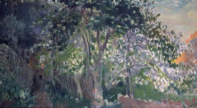 灰色の木、Sa Calobra、Mallorca 作： Joaquim Mir i Trinxet