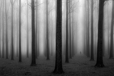謎めいた霧の森 作： Jochen Bongaerts