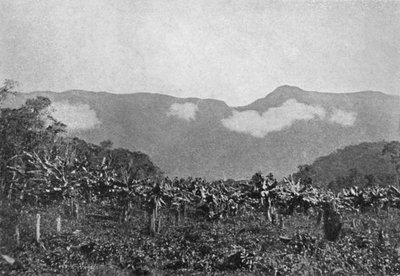 「バナナ クバタオ」、バナナ、クバト、1895 年 作： Johan Albert Constantin Lofgren