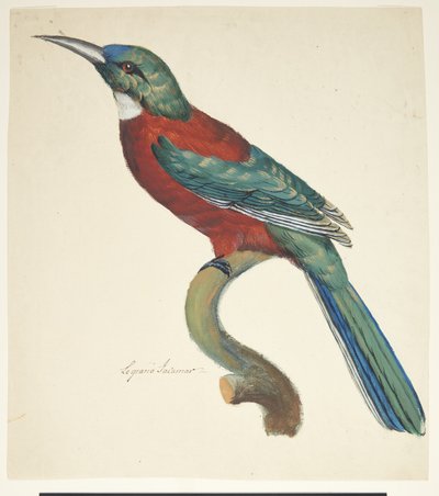 エキゾチックな鳥 作： Johan Christian Ernst Walter