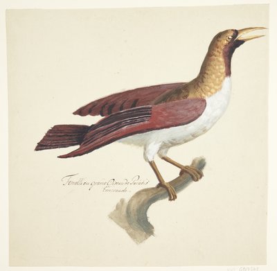 鳥 作： Johan Christian Ernst Walter