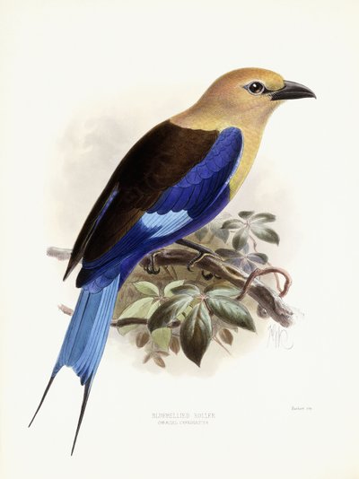 ブルーベリーローラー、1893年 作： Johan Gerard Keulemans