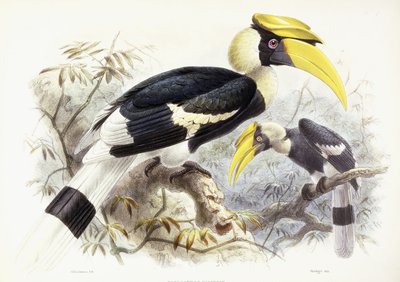 Dichocerus Bicornis、1876-1882 作： Johan Gerard Keulemans