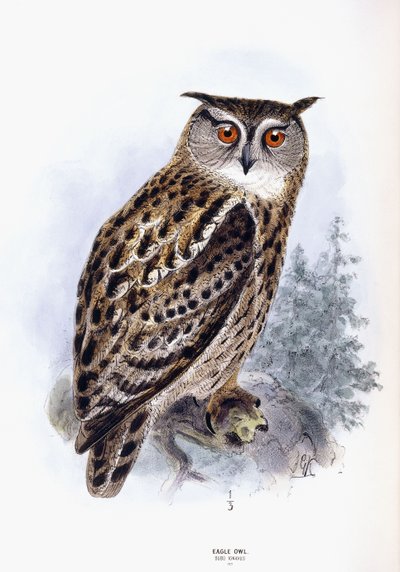 ワシミミズク 作： Johan Gerard Keulemans