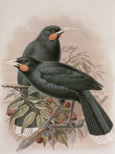 Huia、WL Bullerによる「ニュージーランドの鳥の歴史」からのイラスト、1887-88（クロモリト） 作： Johan Gerard Keulemans
