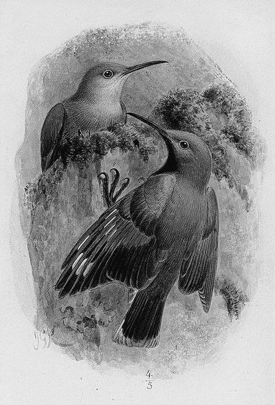 Wallcreepersのペア 作： Johan Gerard Keulemans
