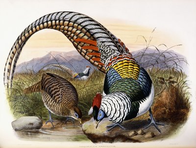 Thaumalea Amherstiae 作： Johan Gerard Keulemans