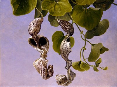 オステルルージュ・ブロッサム（Aristolochia cymbifera） 作： Johan Laurents Jensen