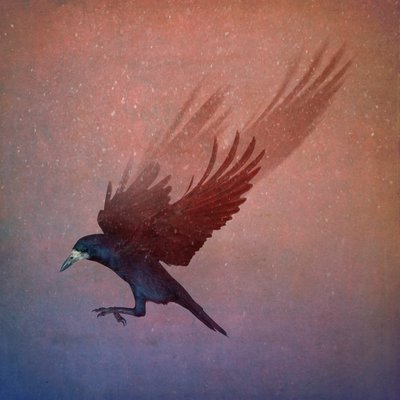 鳥の王国、2018年（フォトアート） 作： Johan Lilja