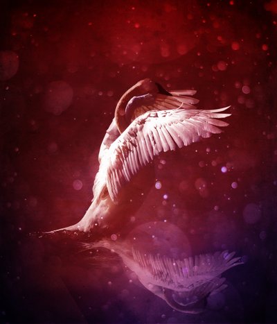 鳥の王国 7 (血統) 作： Johan Lilja