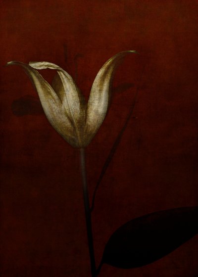 リリー、2015年（デジタルフォトアート） 作： Johan Lilja