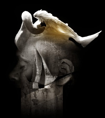 白鳥、2013年（写真） 作： Johan Lilja