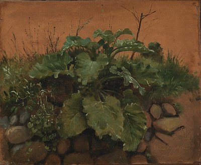 石垣のごぼうとその他の植物 作： Johan Thomas Lundbye