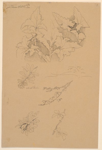 葉と花の研究 作： Johan Thomas Lundbye