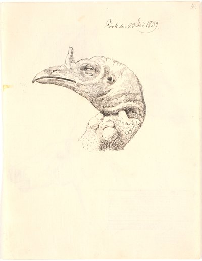 死んだ七面鳥の頭 作： Johan Thomas Lundbye