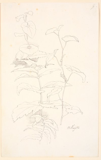 植物研究、すなわち うなりの 作： Johan Thomas Lundbye