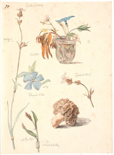 花と植物の学習雑誌 作： Johan Thomas Lundbye