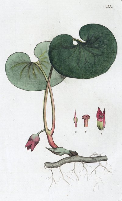 Asarabacca Asarum europaeum, 1804-1811 作： Johan Wilhelm Palmstruch