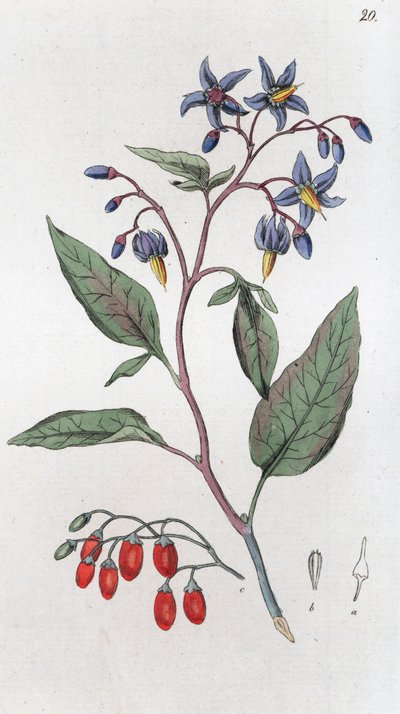 ビタースウィート Solanum dulcamara, 1804-1811 作： Johan Wilhelm Palmstruch