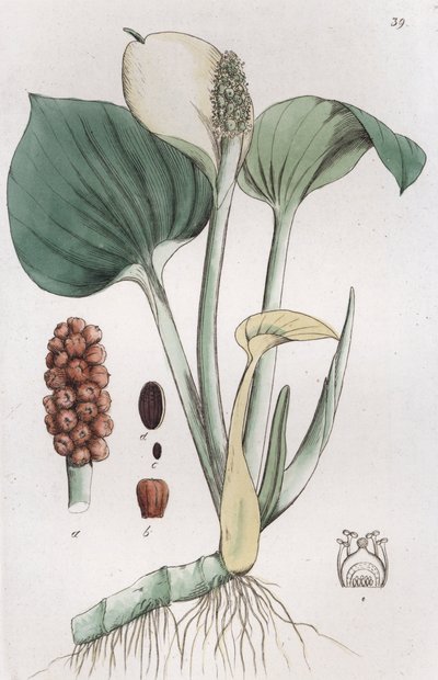 ボグアルム Calla palustris, 1804-1811 作： Johan Wilhelm Palmstruch