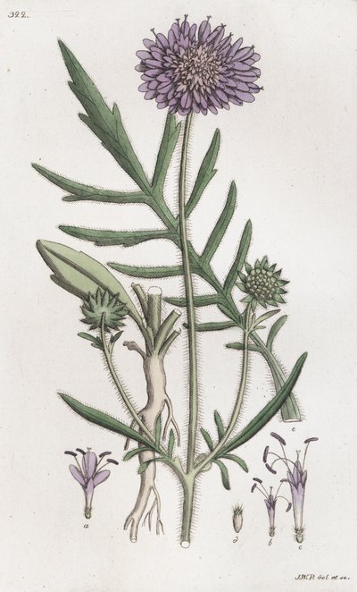 フィールド・スキャビウス Knautia arvensis, 1804-1811 作： Johan Wilhelm Palmstruch