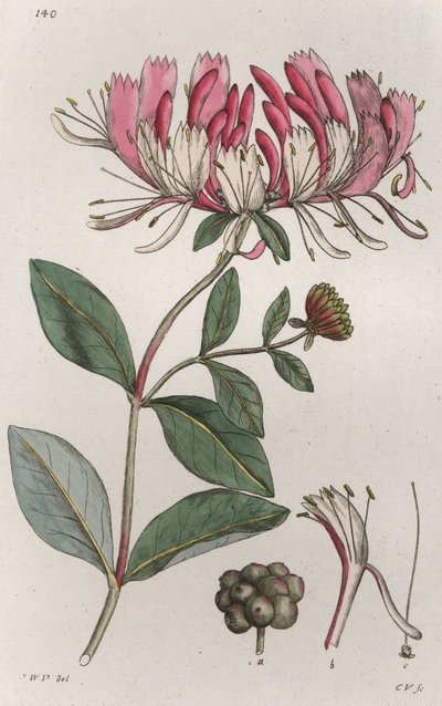 ハニーサックル Lonicera periclymenum, 1804-1811 作： Johan Wilhelm Palmstruch