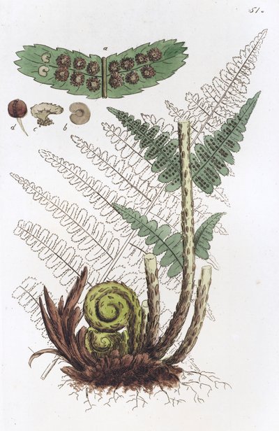 シダの雄 Dryopteris filix-mas, 1804-1811 作： Johan Wilhelm Palmstruch