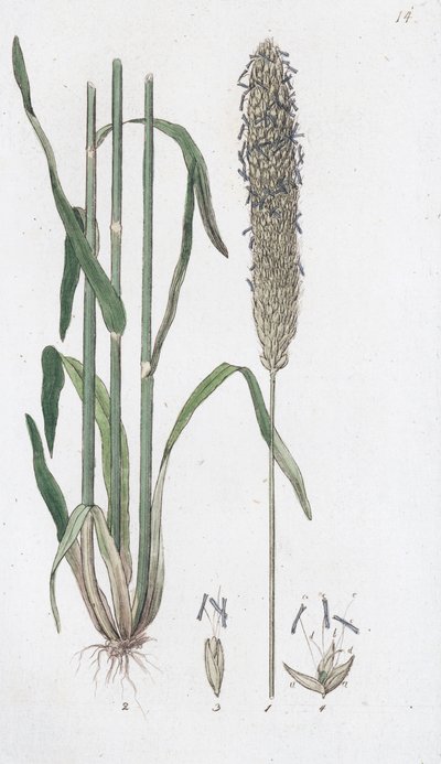 Meadow Foxtail Alopecurus pratensis, 1804-1811 作： Johan Wilhelm Palmstruch