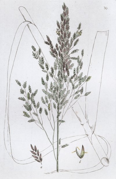 葦のスウィートグラス Poa aquatica, 1804-1811 作： Johan Wilhelm Palmstruch