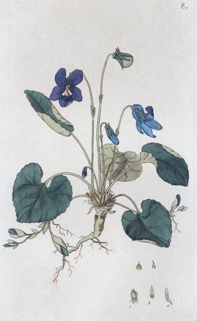 スウィートバイオレット Viola odorata, 1804-1811 作： Johan Wilhelm Palmstruch
