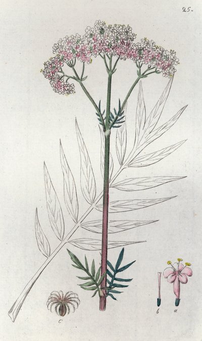 バレリアン Valeriana officinalis、1804-1811 作： Johan Wilhelm Palmstruch